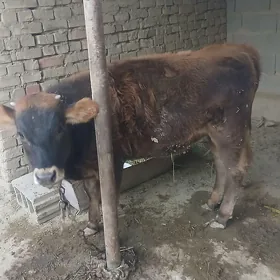 tüwe