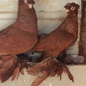 kepderi