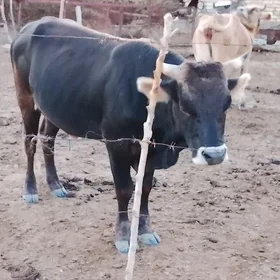 öküz