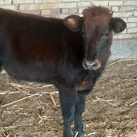 unajyn