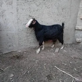 geci