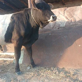 öküz