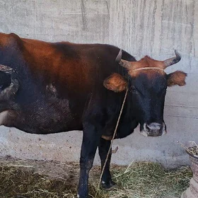 Gölölü sygyr