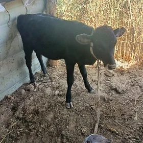 öküz