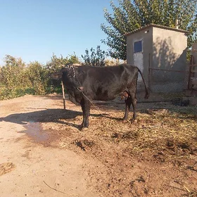 Sygyr  göleli