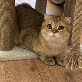 Satlyk Parodisty Pişik
