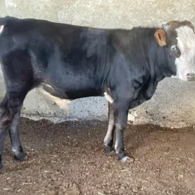 öküz