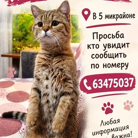 пропала кошка