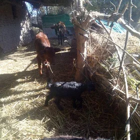 iki geçi bir owlak