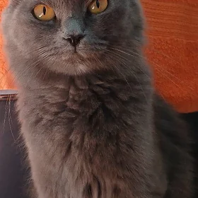 Британски