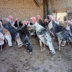 7 aylyk induk