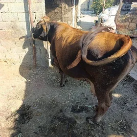 Sygyr