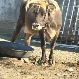 GÖLELİ SYGYR