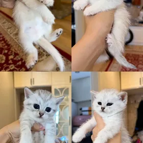 котята