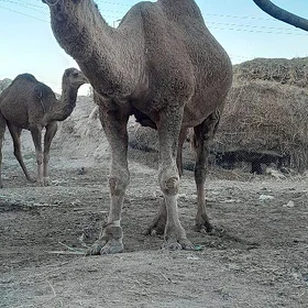 Duye Erkek