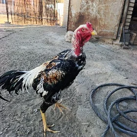 Baýsy horaz