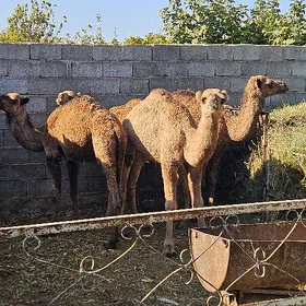 Ogşuk