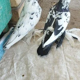 Kepderi