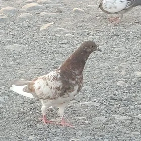 kepder
