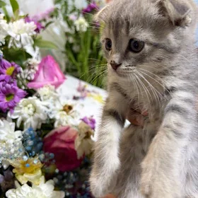 вислоухи котята