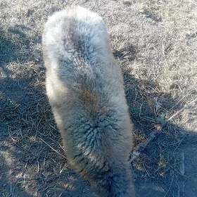 Gisar goýunlar imdebakylyduran