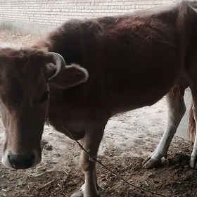 sygyr, tüwe