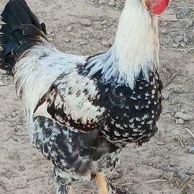 BRAMA TOVUK