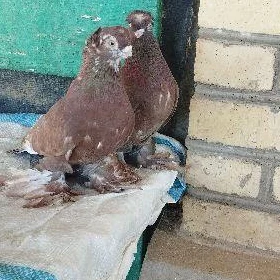 Kepderi