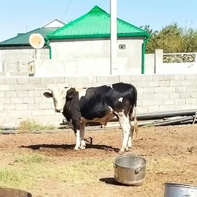 Öküz