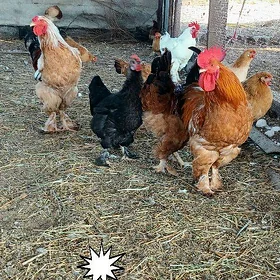 gigant 
gigant balgar horazlar