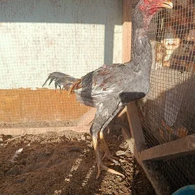 taşkent horoz