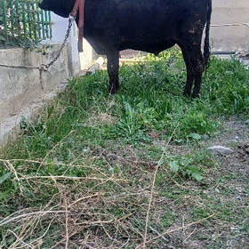 ökiz