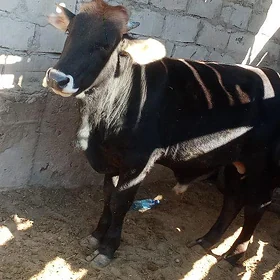 Öküz
