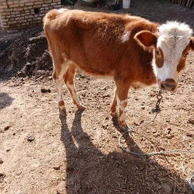 Simmental gunajyn