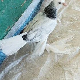 Kepderi