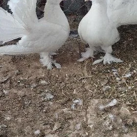 Kepderi