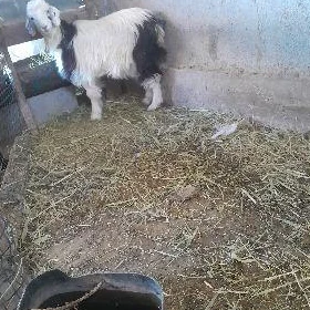 çebiş