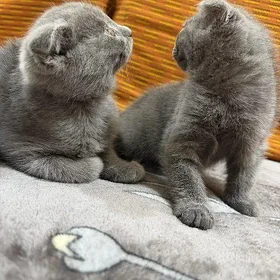 котята породы Вислоухие