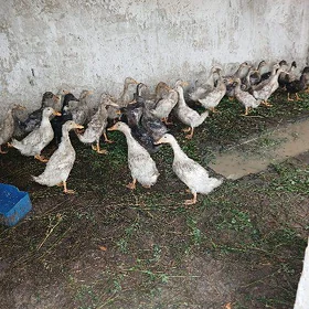 gak gak ordek