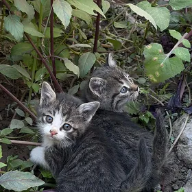 Pisijikler, Котята