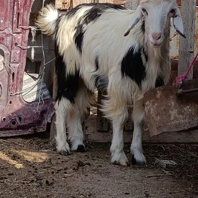 geci
