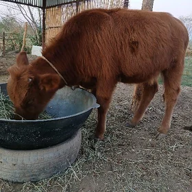 tüwe