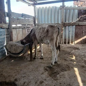 öküzçe