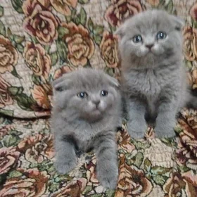 котята
