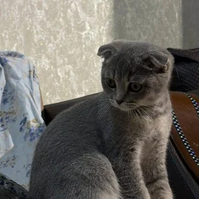 шотландский котенок