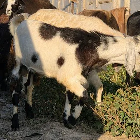 Hindi teke