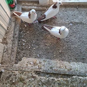 kepderi