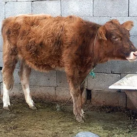 dalgyr tuwe