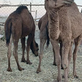 Owşyk