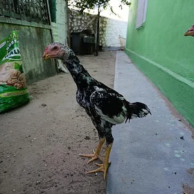 Taşkent jüje